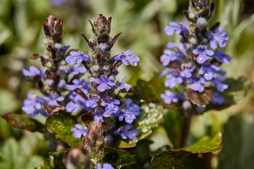 Blue wildflower closeup afternoon in the field