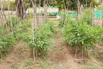 Tomatoes vegetable plants in small organic family farm