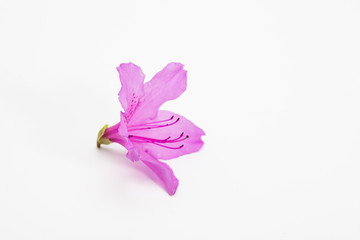 Azalea flower with branch growth isolated on white