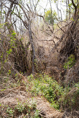 Green and dried underbrush
