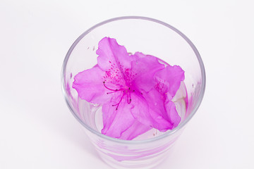 Infused water to azalea petals in glass 