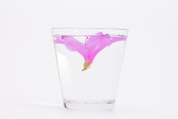 Infused water to azalea petals in glass 