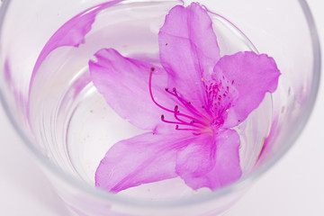 Infused water to azalea petals in glass 