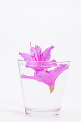 Infused water to azalea petals in glass 
