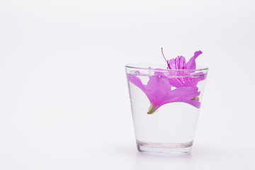 Infused water to azalea petals in glass 