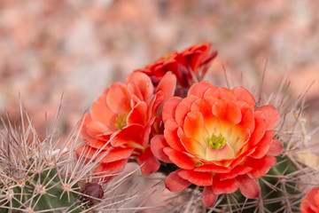 Close up of cuctus in bloom with orange flowers.