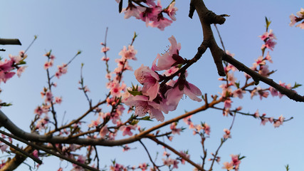 Peach flower blooming in the sky