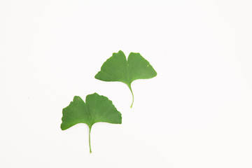 Fototapeta premium Green ginkgo biloba leaves on a white background