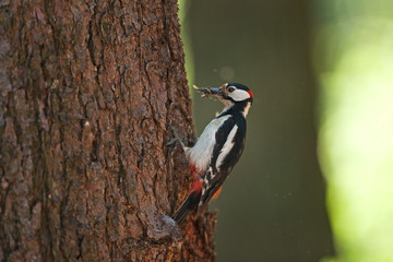 great spotted woodpecker, dendrocopos major, Bohemia forest, nesting