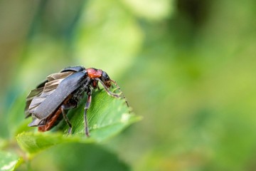 Black and red bug sitting on leaf