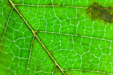 Close up of green leaf vein (