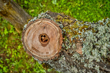 Saw cut wood close up at the cottage