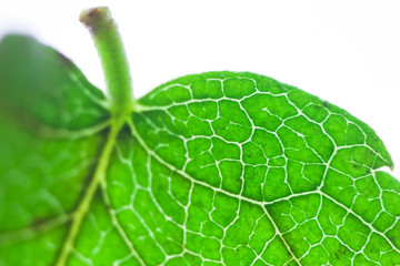 Close up of green leaf vein (