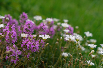 Fresh green thyme herbs with pink flowers growing with other white flowers