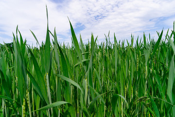 Obraz premium A healthy wheat crop growing in spring