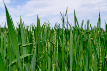 A healthy wheat crop growing in spring