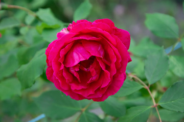 red rose in garden
