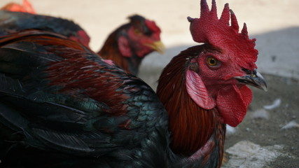 rooster with a red comb