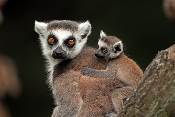 Obraz premium ring-tailed lemur, lemur catta