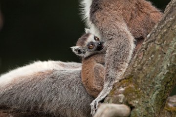 ring-tailed lemur, lemur catta