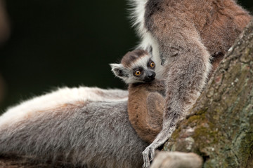 ring-tailed lemur, lemur catta