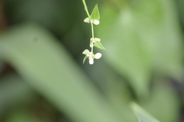  close-up nature plant park forest