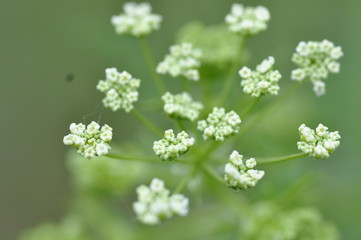  close-up nature plant park forest