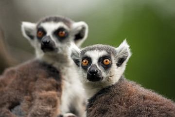 ring-tailed lemur, lemur catta