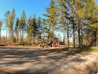 woodworking in the forest. cleaning fallen trees after a strong wind. heavy technique working in the forest