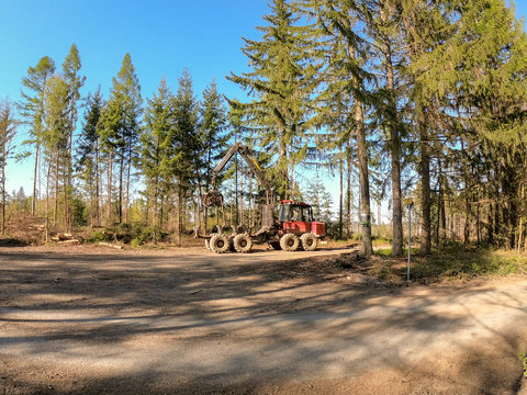 woodworking in the forest. cleaning fallen trees after a strong wind. heavy technique working in the forest