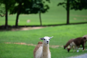 cute lama in a safari park on a sunny day
