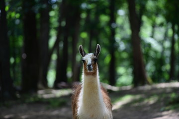 cute lama in a safari park on a sunny day