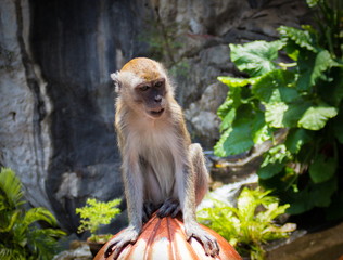 Portrait of angry young macaque monkey on a natural background. Monkeys lives near Batu Caves in Kuala Lumpur, Malaysia. Aggressive monkeys bring inconvenience to tourists