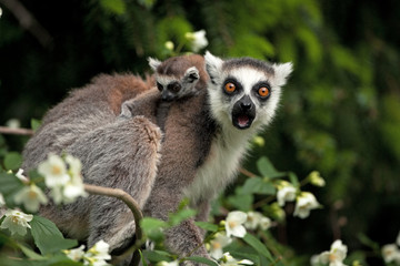 ring-tailed lemur, lemur catta