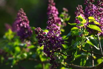 blossoming lilacs outdoor at sunset