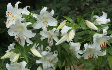 Weiße Lilien (Lilium candidum) © tina7si