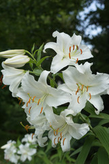 Wei&szlig;e Lilien (Lilium candidum)