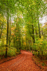 Fototapeta premium Sunny and amazing forest in the fall, Poland