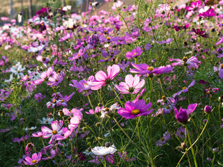 Beautiful cosmos flowers blooming in natural field landscape of autumn in asia