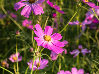 Beautiful cosmos flowers blooming in natural field landscape of autumn in asia