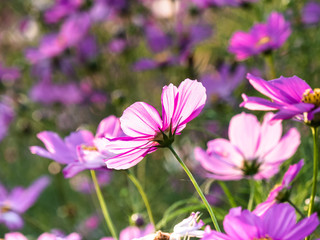 Fototapeta premium Beautiful cosmos flowers blooming in natural field landscape of autumn in asia