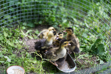 Junge Küken in einem Freilaufgehege
