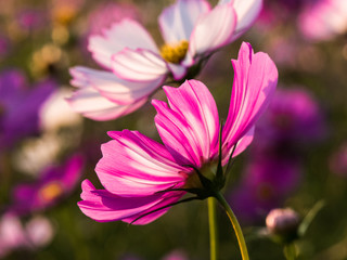 Obraz na płótnie Canvas Beautiful cosmos flowers blooming in natural field landscape of autumn in asia
