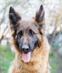 Portrait of German Shepherd dog.