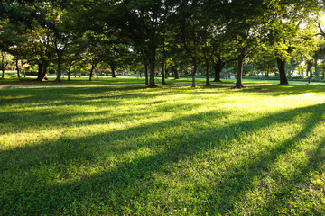 Fototapeta premium Beautiful sunlight of greensward at Orung Royal tombs heritage in Gyeongju, South Korea