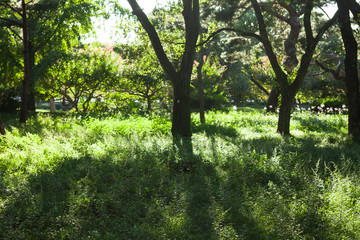 Obraz premium Beautiful sunlight of greensward at Orung Royal tombs heritage in Gyeongju, South Korea