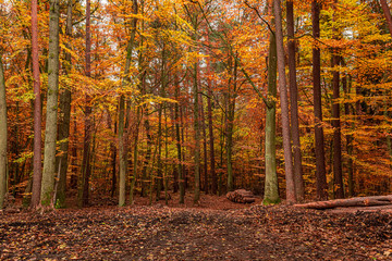 Obraz premium Amazing and brown path in the forest, Europe