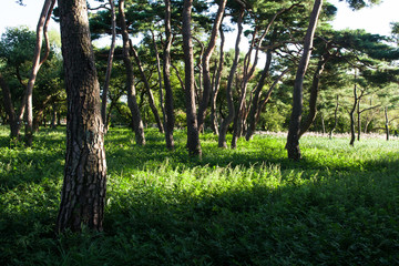 Obraz premium Beautiful sunlight of greensward at Orung Royal tombs heritage in Gyeongju, South Korea