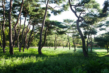 Beautiful sunlight of greensward at Orung Royal tombs heritage in Gyeongju, South Korea