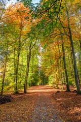 Brown and green forest in the fall, Poland